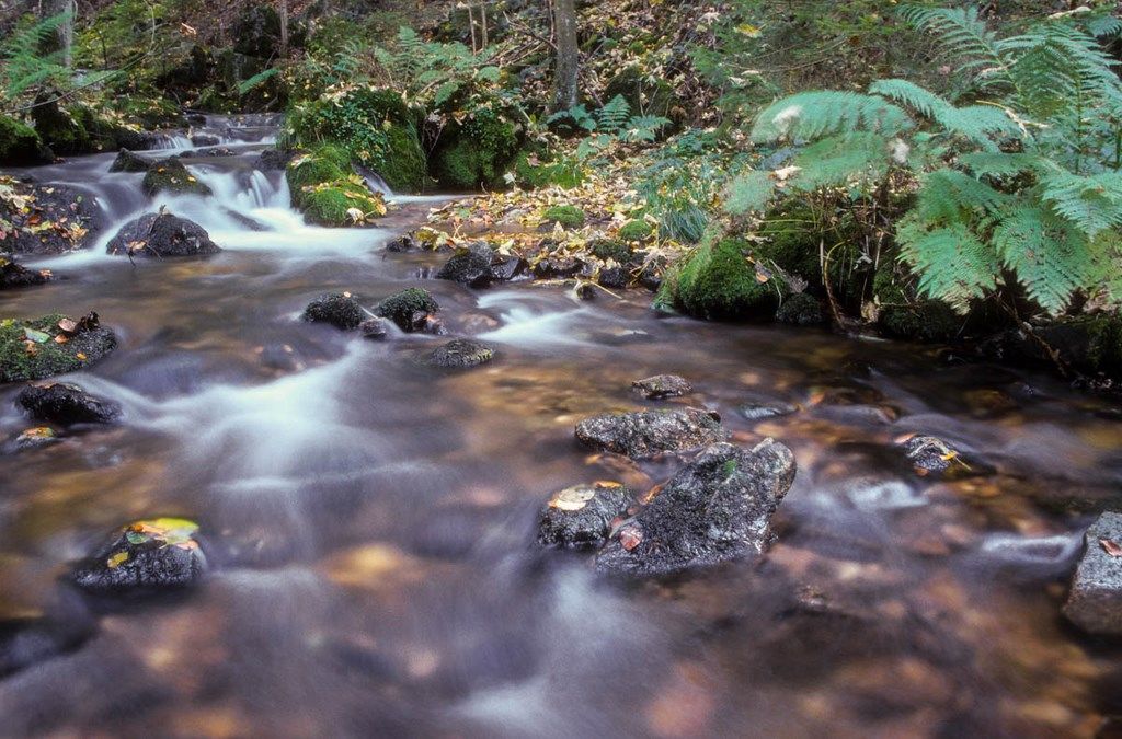 Ruisseau bordé de fougères