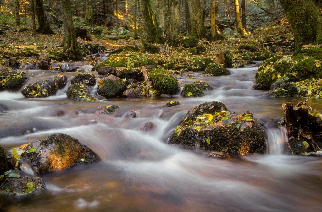 Ruisseau en forêt automnonale