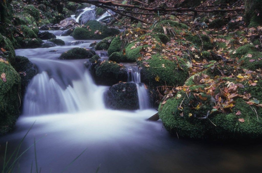 ruisseau en automne