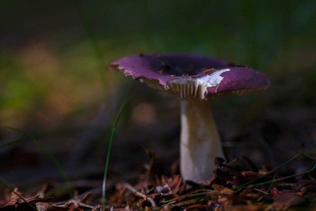 Champignon mauve de nos forêts