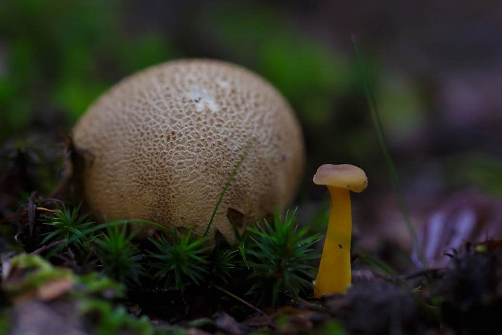 Deux champignons côte à côte