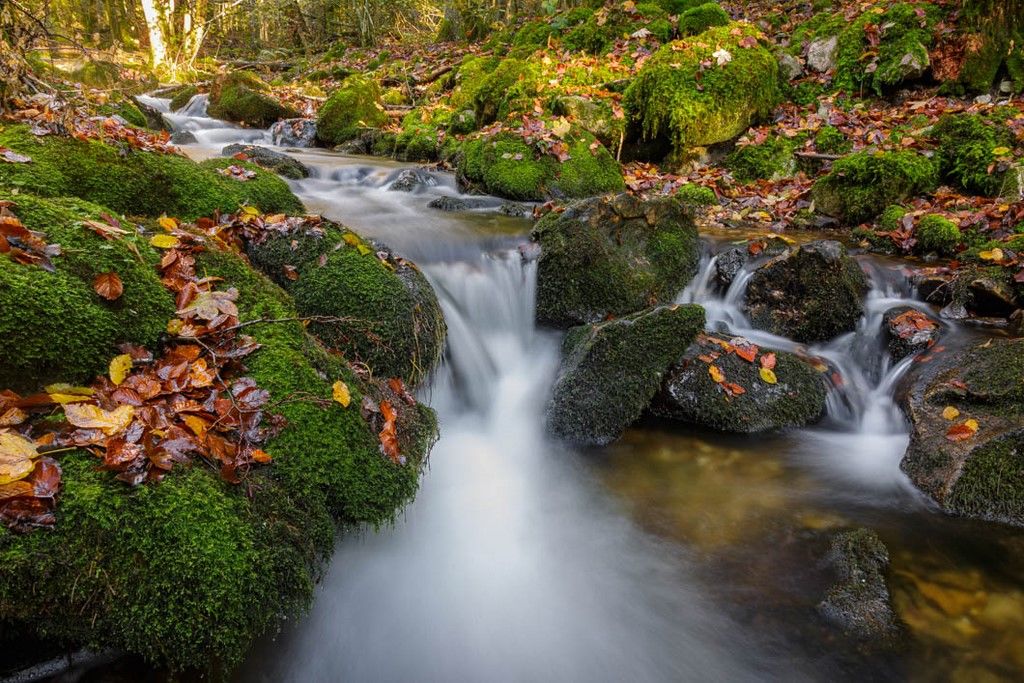 Ruisseau de forêt avec des feuilles mortes en automne