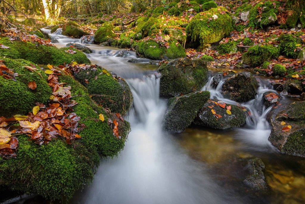 Ruisseau de forêt avec des feuilles mortes en automne