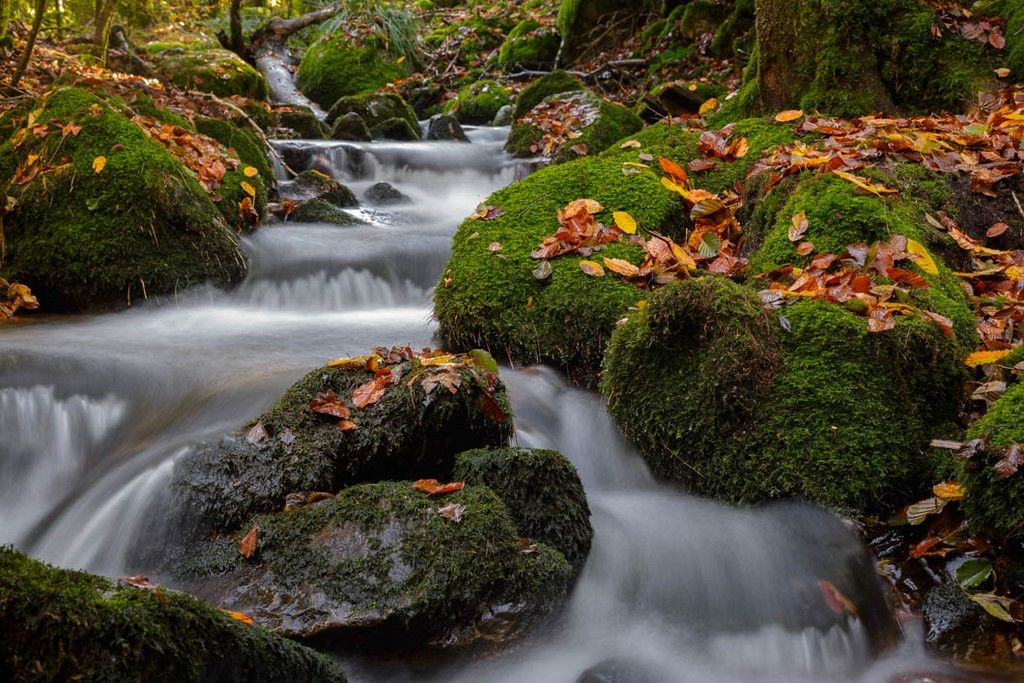 Ruisseau de forêt avec des feuilles mortes en automne