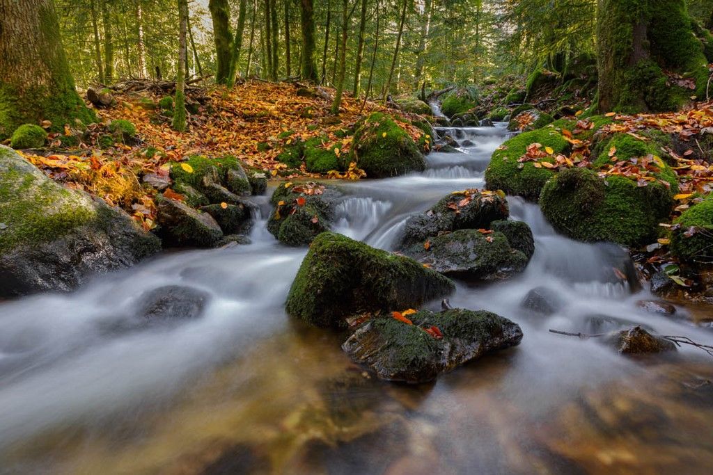 Ruisseau de forêt avec des feuilles mortes en automne
