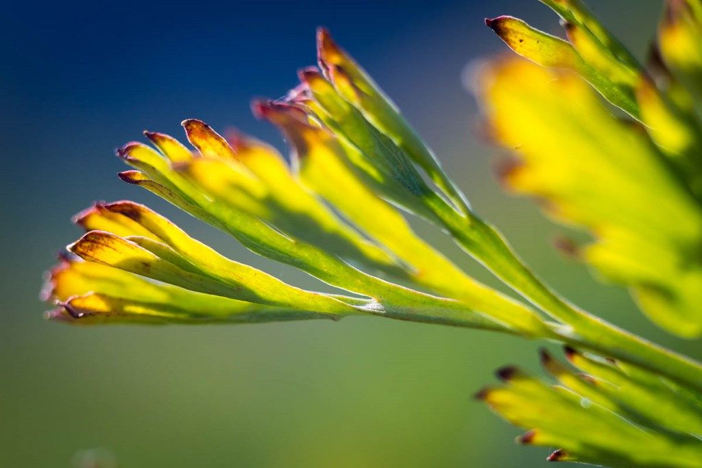 Photo de feuilles verte et jaune sur ciel bleu