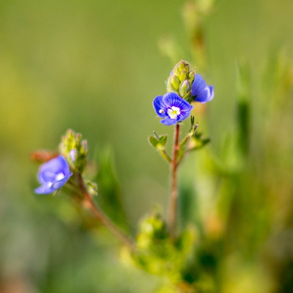 Photo de petite fleurs bleue de véronique