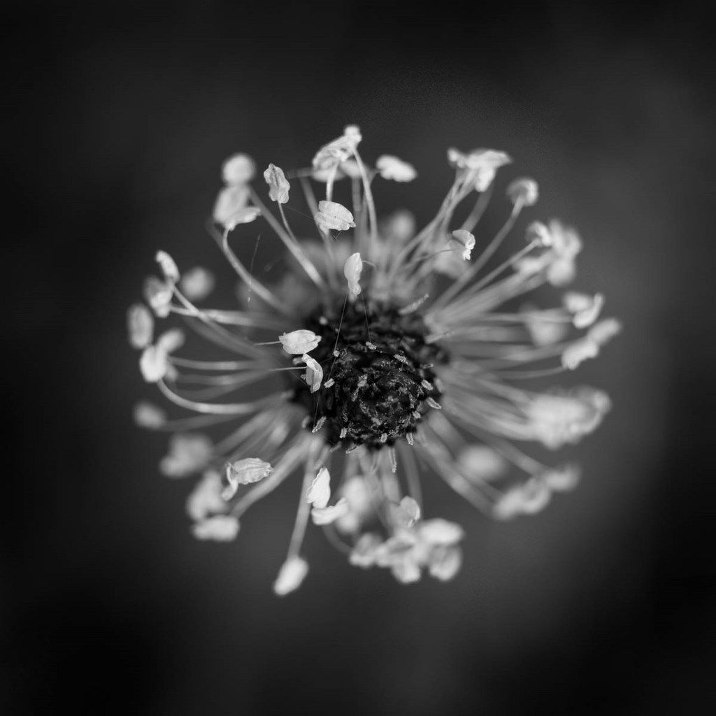 Photo de petite fleurs plantain