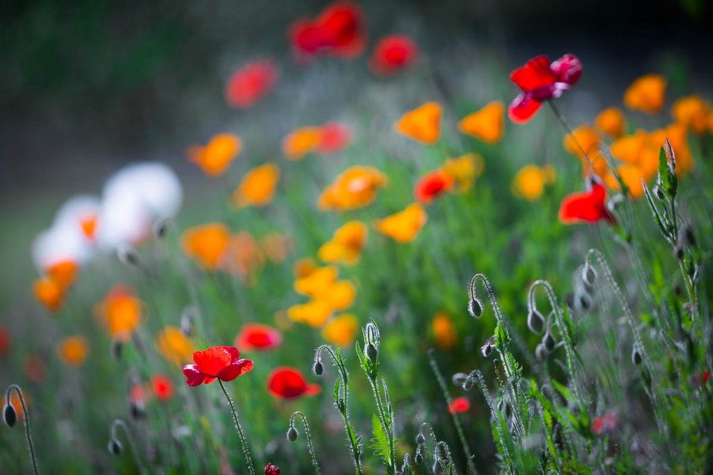 Prairie fleurie multicolor