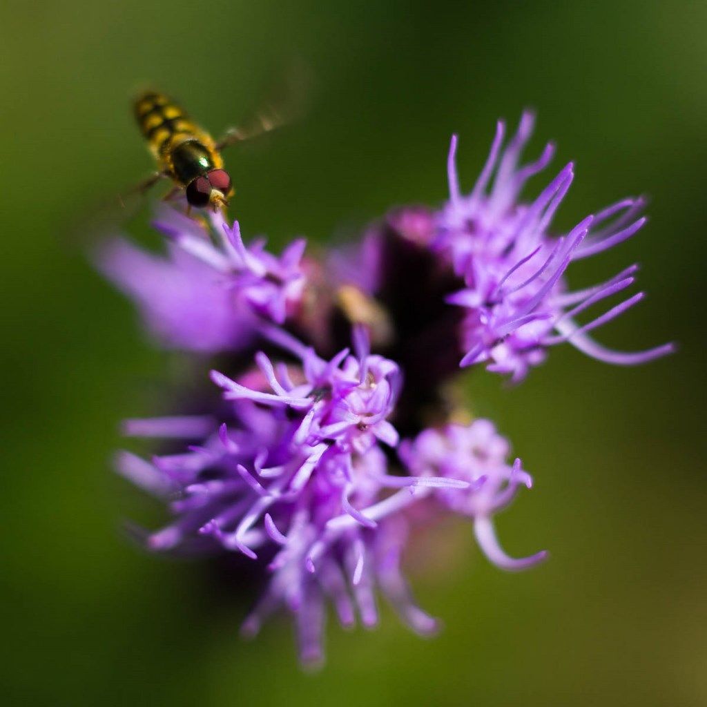 insecte butinant une fleur de liatris