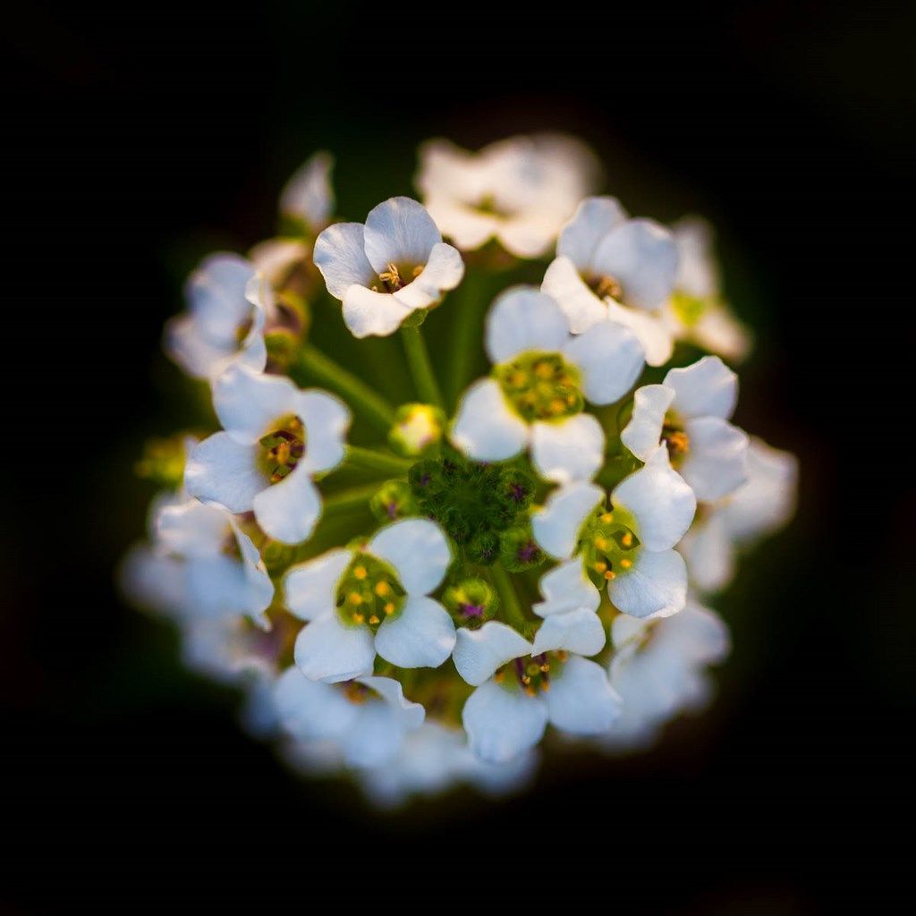 Photo de petite fleurs blanche