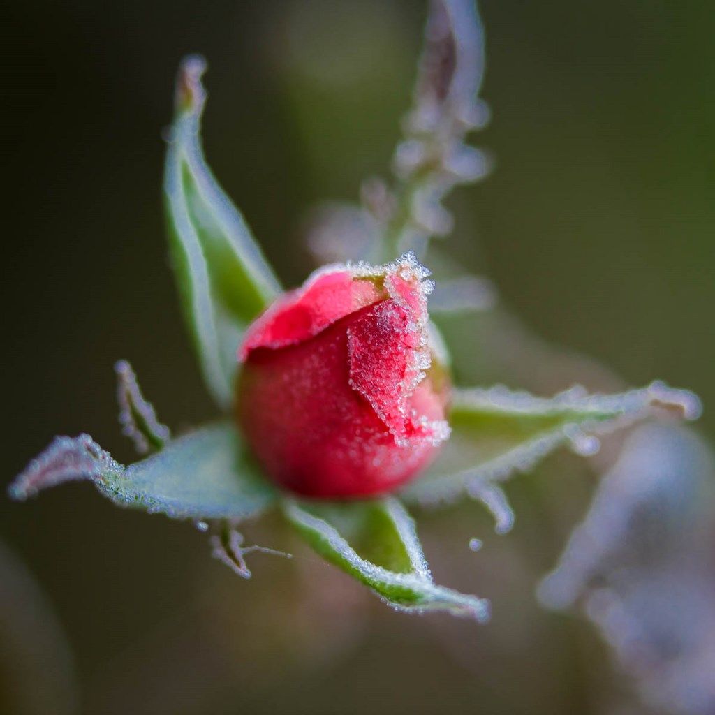 Photo de rose givrée