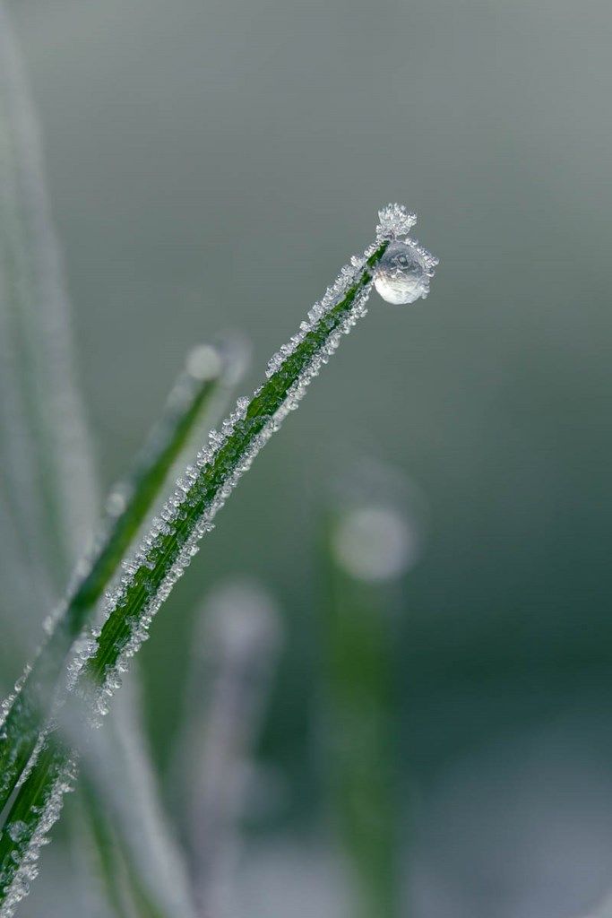 Photo d'herbe gelée