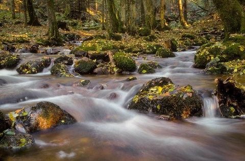 Ruisseau en forêt automnonale