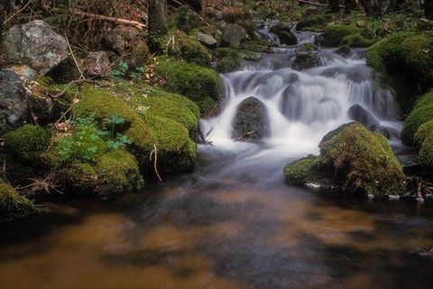 ruisseau en forêt avec de la mousse verte