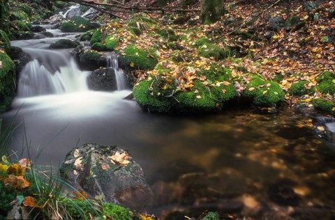 ruisseau en automne