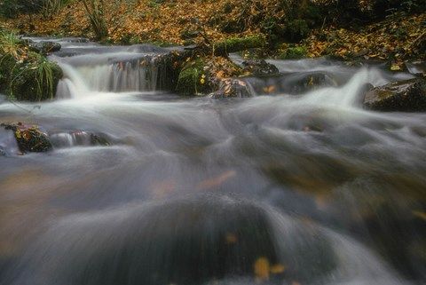 ruisseau bordé de feuilles mortes