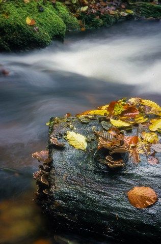 tronc d'arbre mort et feuilles mortes dans l'eau