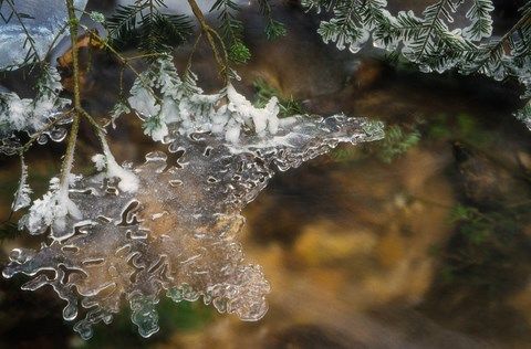 branche de sapin prisonnière de la glace au dessus de l'eau