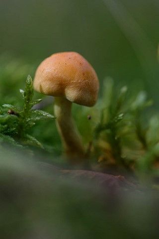 Petit champignon brun de nos forêts