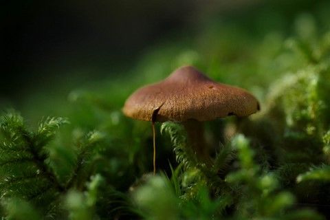 Petit champignon brun de nos forêts