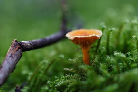 Petit champignon brun de nos forêts