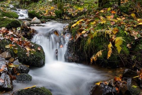 Ruisseau de forêt avec des feuilles mortes en automne