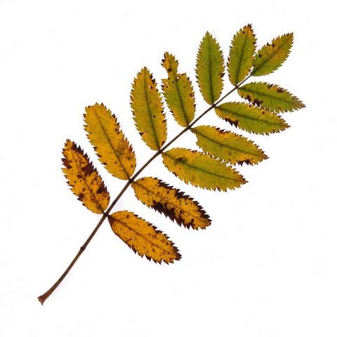 Feuille de frêne à l'automne