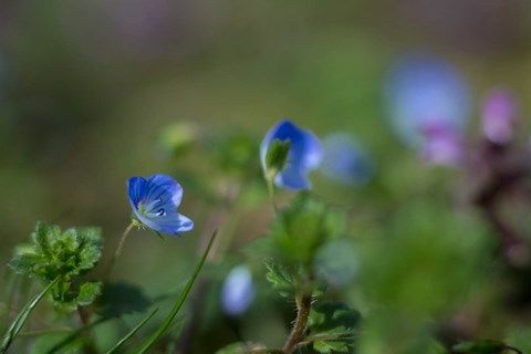 Photo de petite fleurs bleue