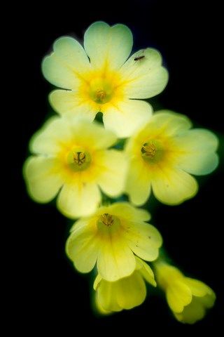 Photo de petite fleurs jaune
