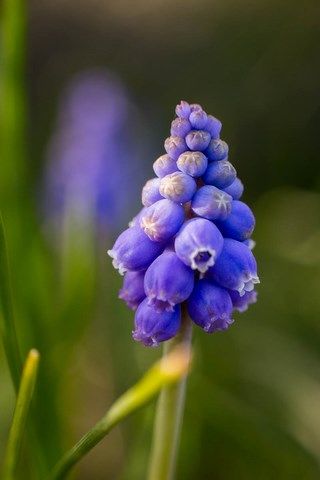 Photo de petite fleurs bleue de Muscari faux botryde