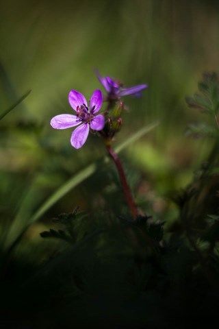 Photo de petite fleurs mauve