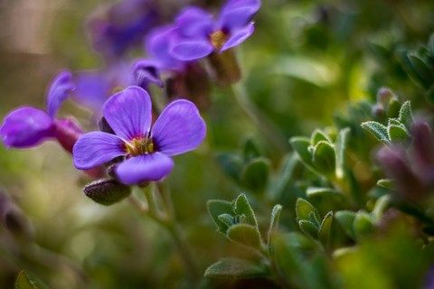 Photo de petite fleurs mauve