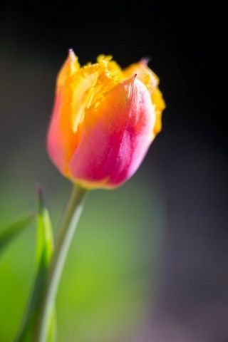 Photo de tulipe jaune et rose