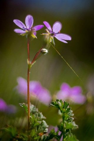 Photo de petite fleurs mauve
