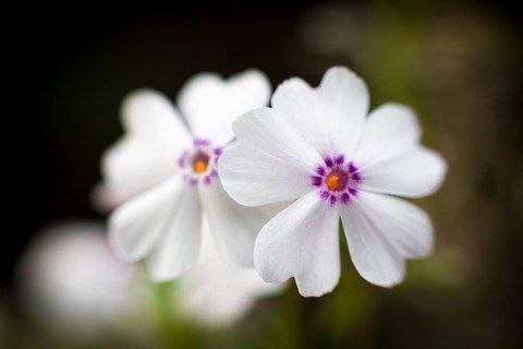 Photo de petite fleurs blanche de phlox nain