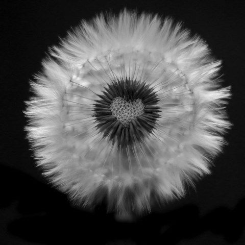 Photo d'uen fleur de pissenlit formant un coeur