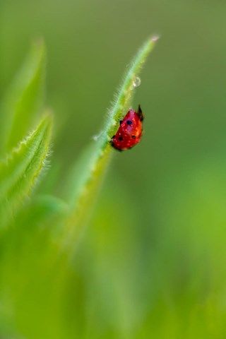 Photo de coccinelle sur une herbe