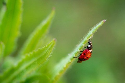 Petite coccinelle sur une herbe