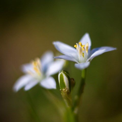 Photo de petite fleurs blanche dr fraisier