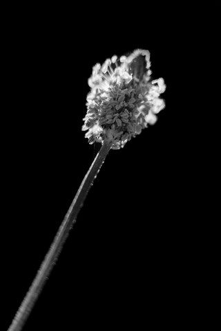 Photo de petite fleurs de platain