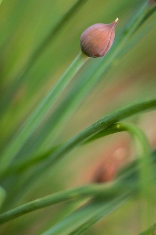 Photo de petite fleurs de ciboulette