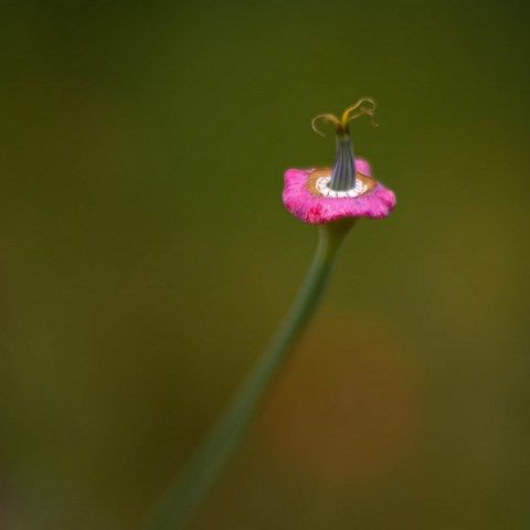 Photo de petite fleurs rose