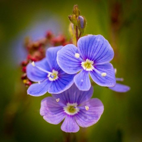 Photo de petite fleurs bleue de véronique petit-chêne