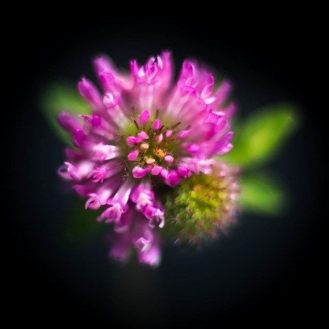 Photo de petite fleurs rose de trèfle
