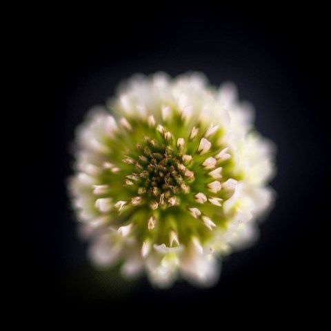 Photo de petite fleurs blanche de trèfle
