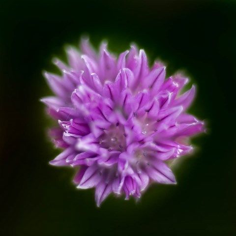 Photo de petite fleurs mauve