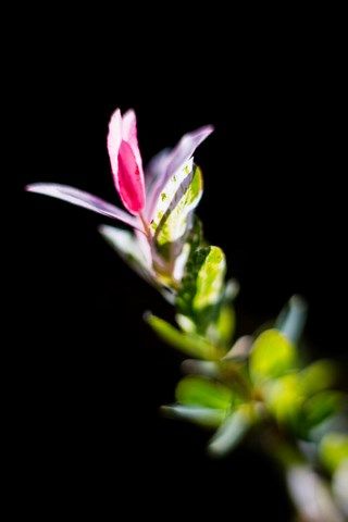 Photo de petite fleurs rose de Saule Crevette