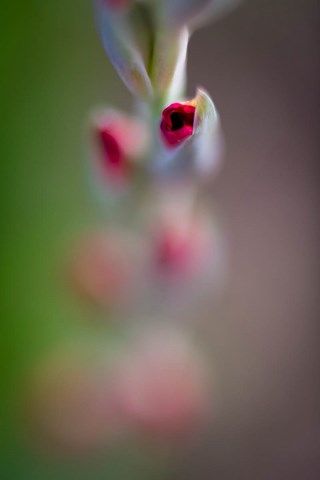 Photo de petite fleurs de glaieul rouge