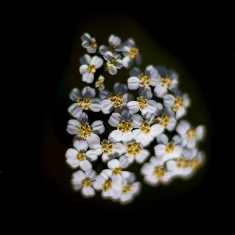 Photo de petite fleurs blanche
